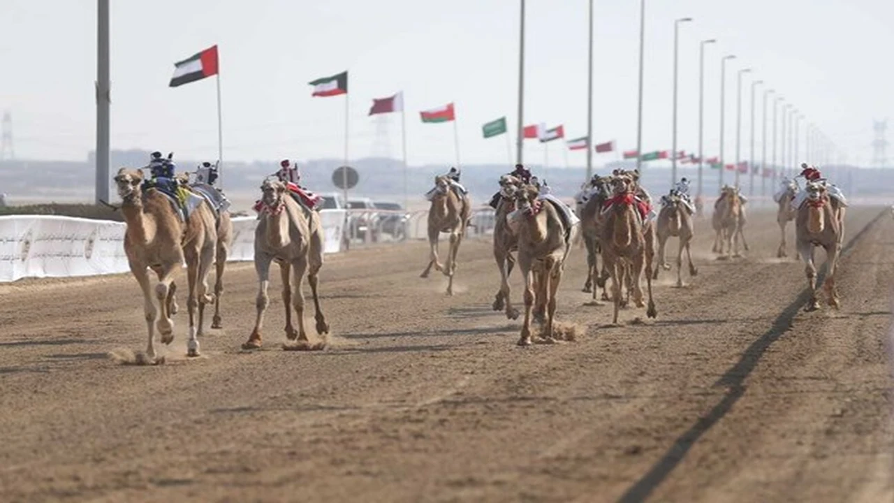 انطلاق منافسات الحقايق في تدشين النسخة الـ47 من مهرجان ختامي الوثبة الهجن